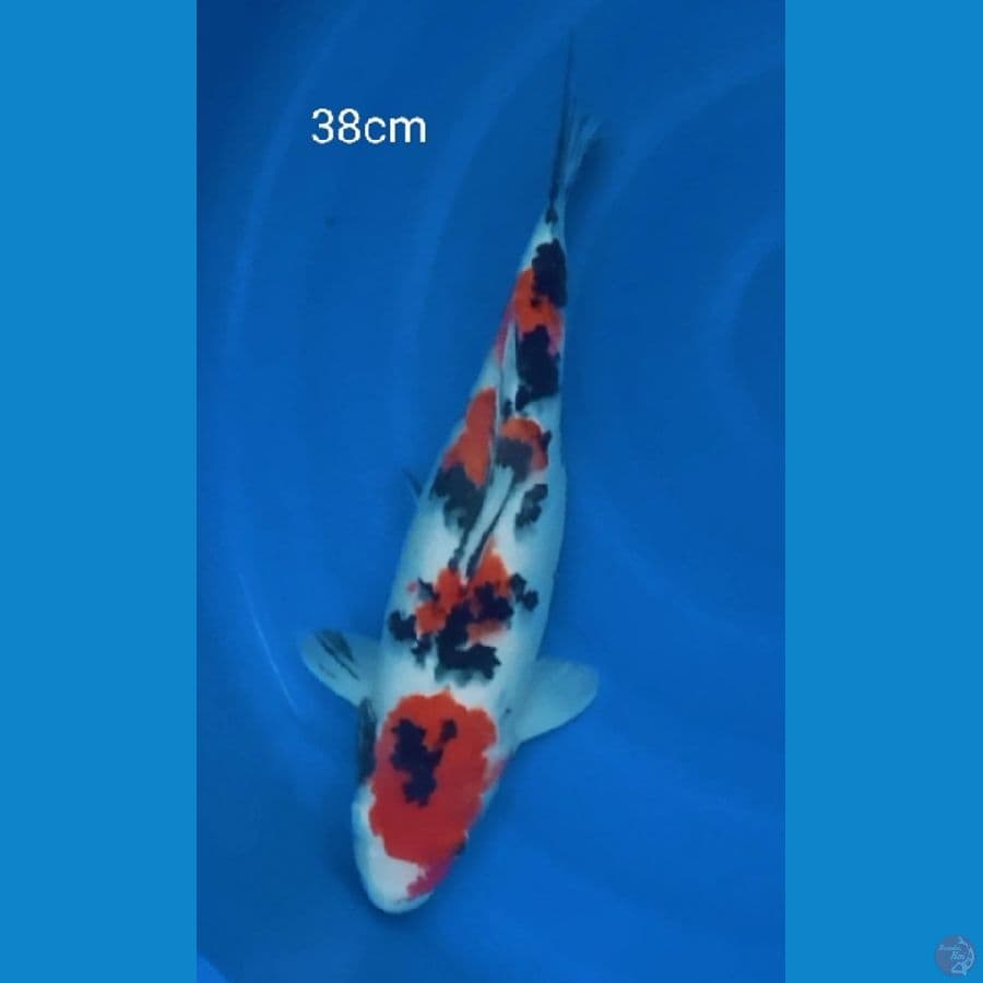 SANKE BODY JOS 38CM