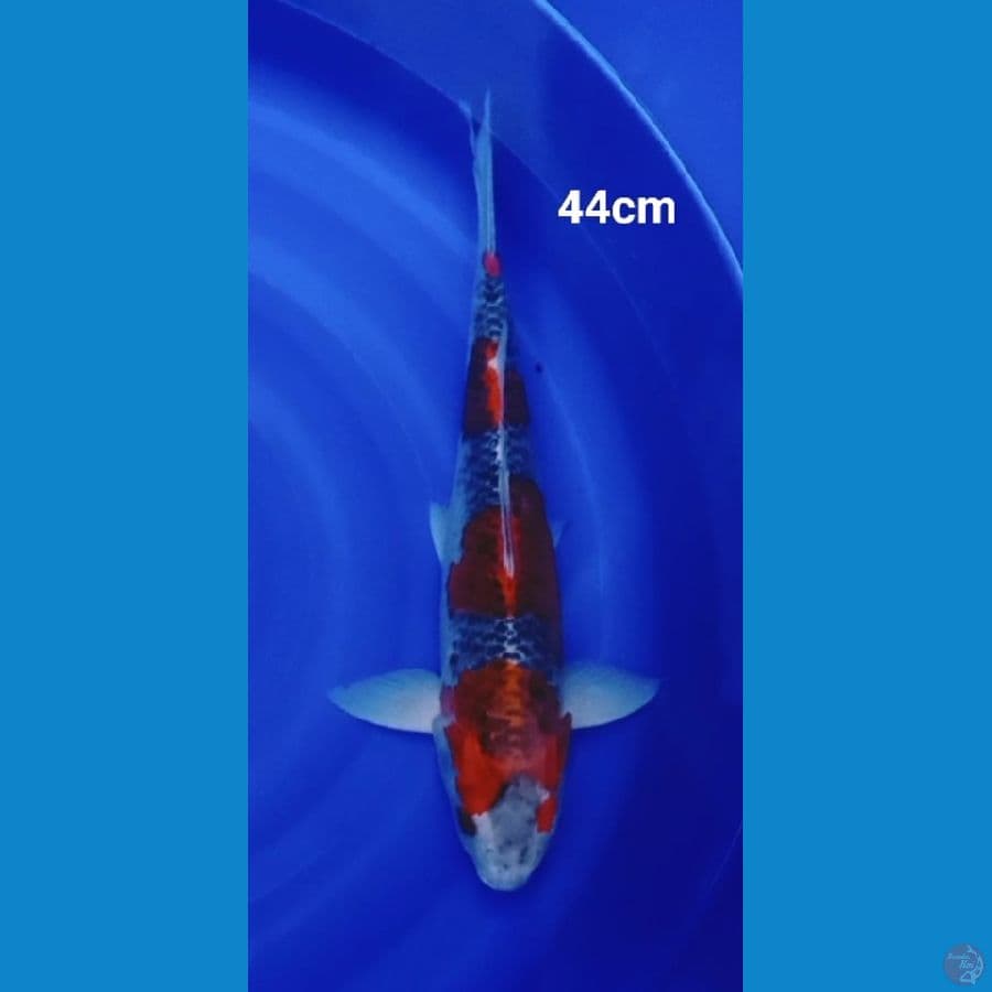 JUMBO GOSHIKI 44CM