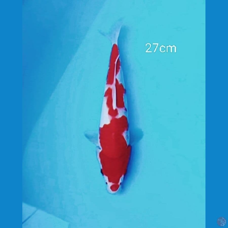 Original kohaku 27cm
