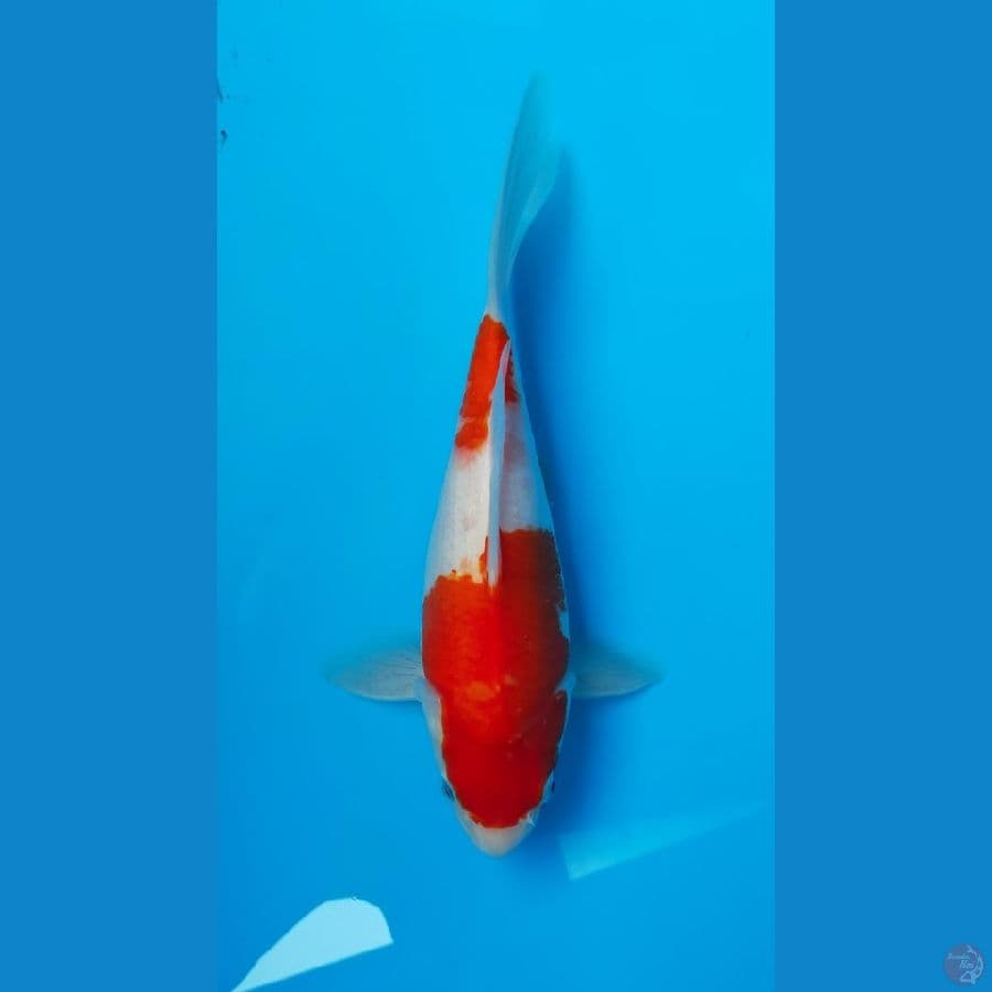 Kohaku 26 cm SB