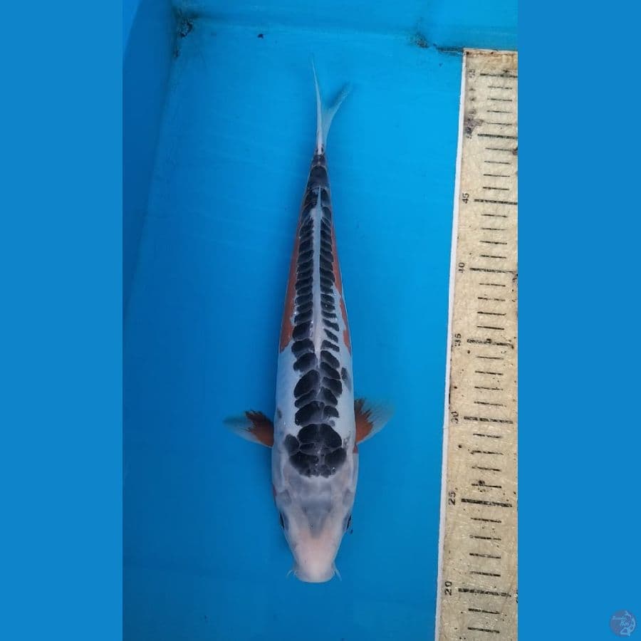Shusui 33cm.F