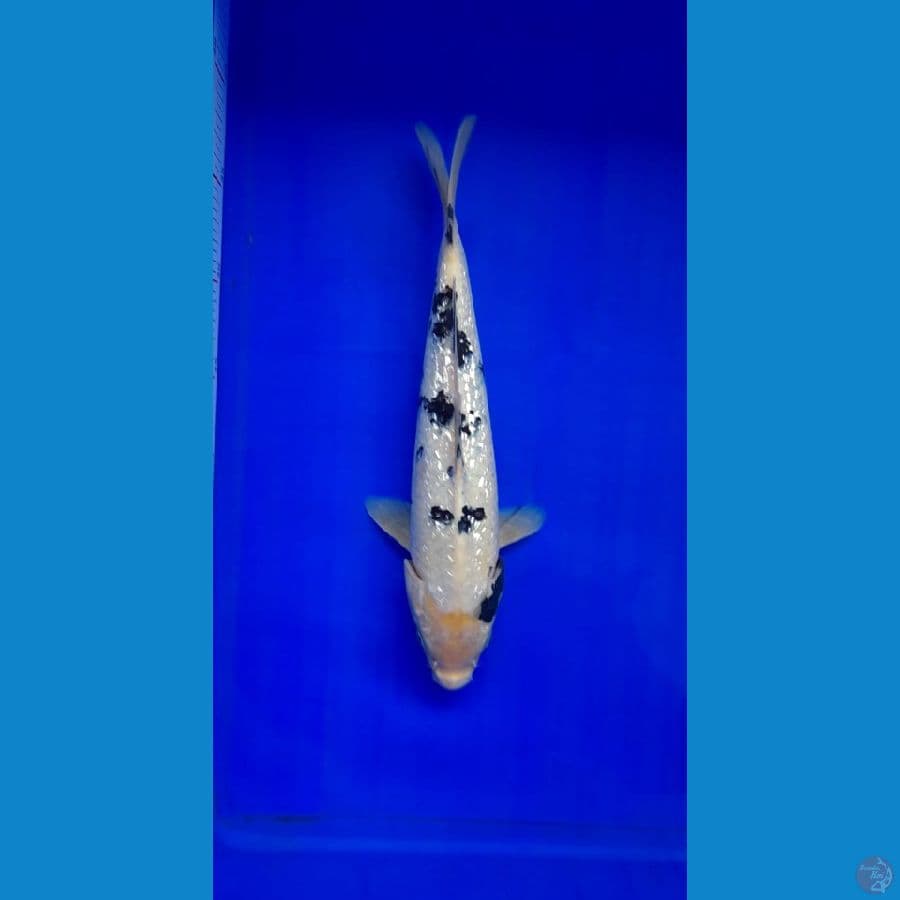 BEKKO GINRIN BAHAN KEEPING