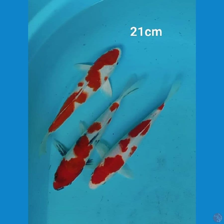 Original Showa dan Kohaku 21cm