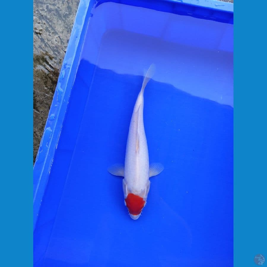 TANCHO KOHAKU JANTAN ORI