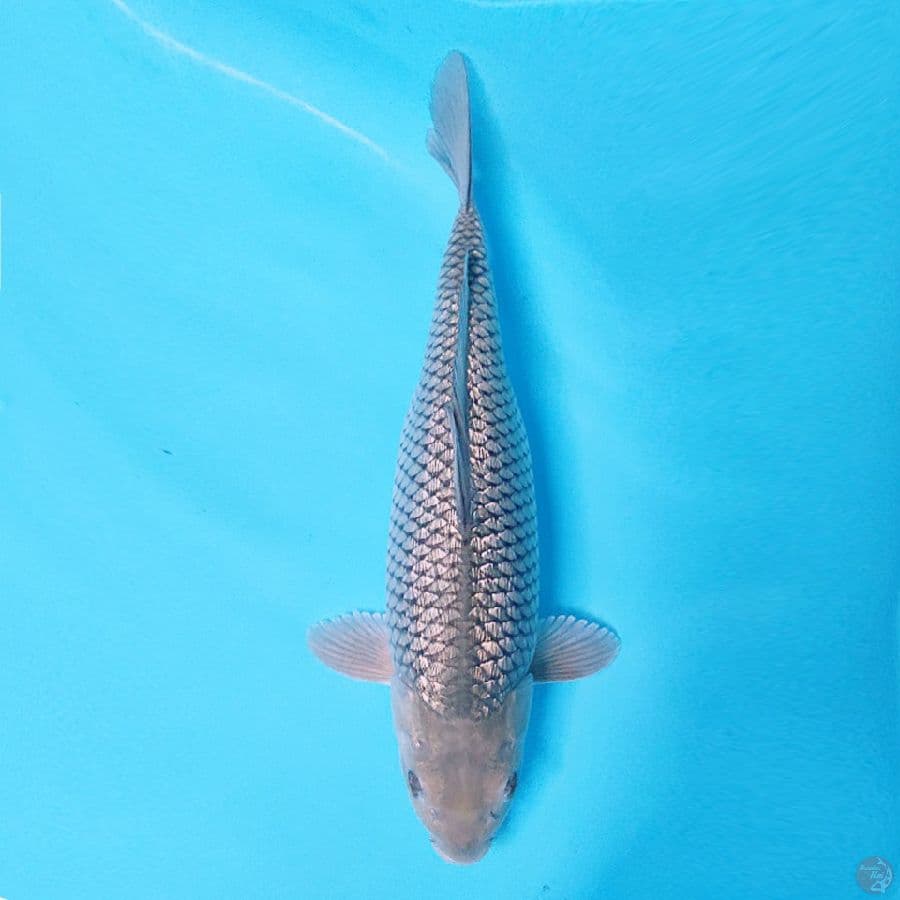 SORAGOI GINRIN 37CM FEMALE