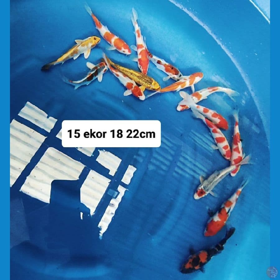 Mix 15 ekor 18 22cm