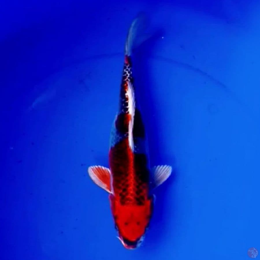 30cm RED KUJAKU BAGUS