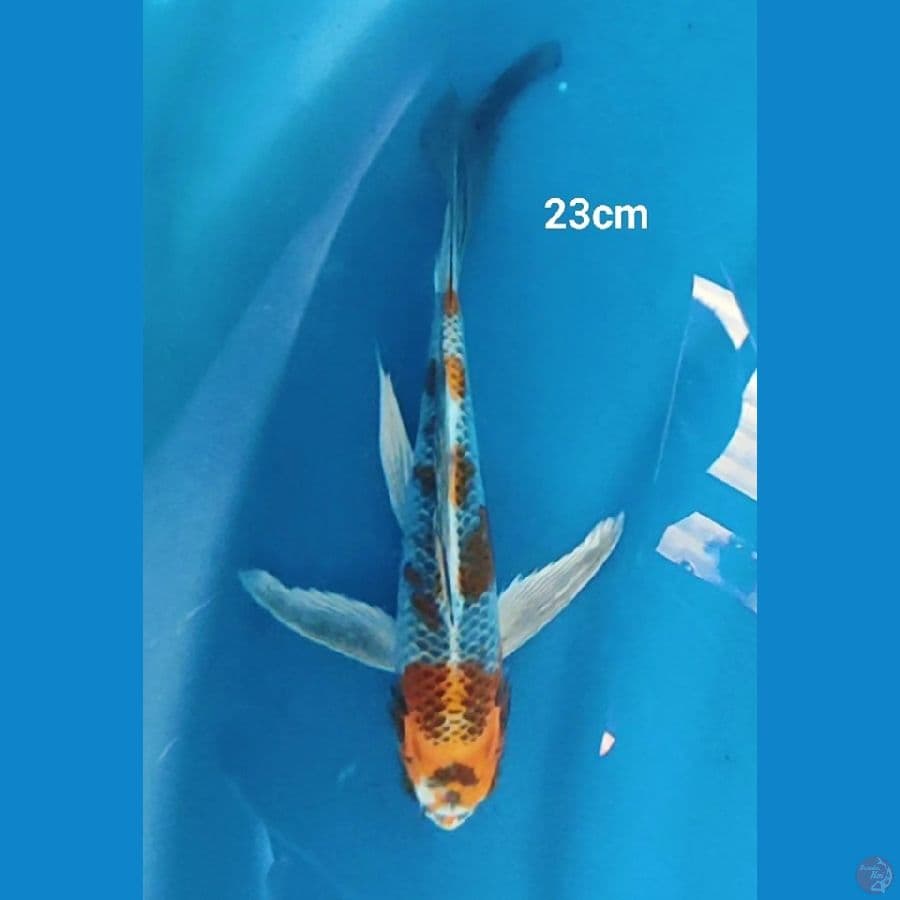 Kumpay kujaku gingga 23cm