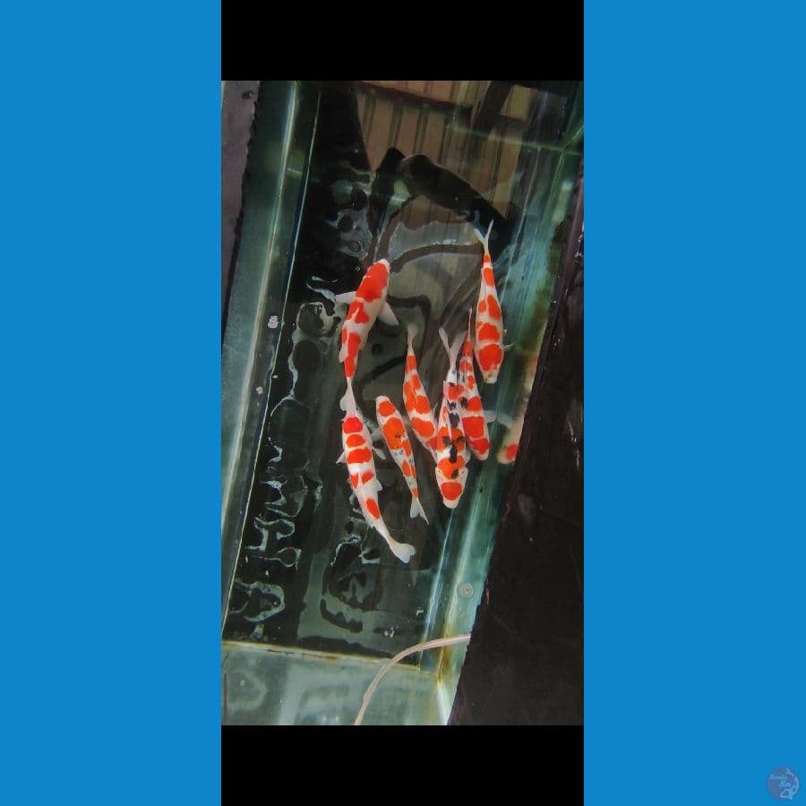 30-35cm