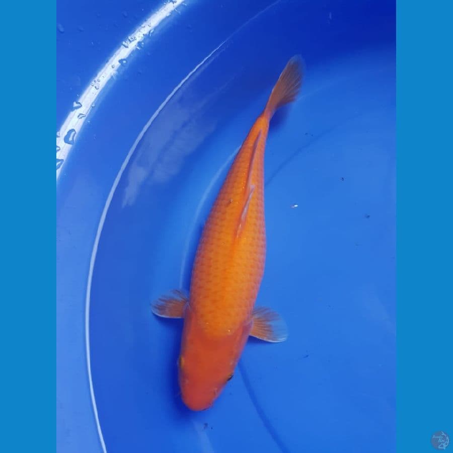 red karasi