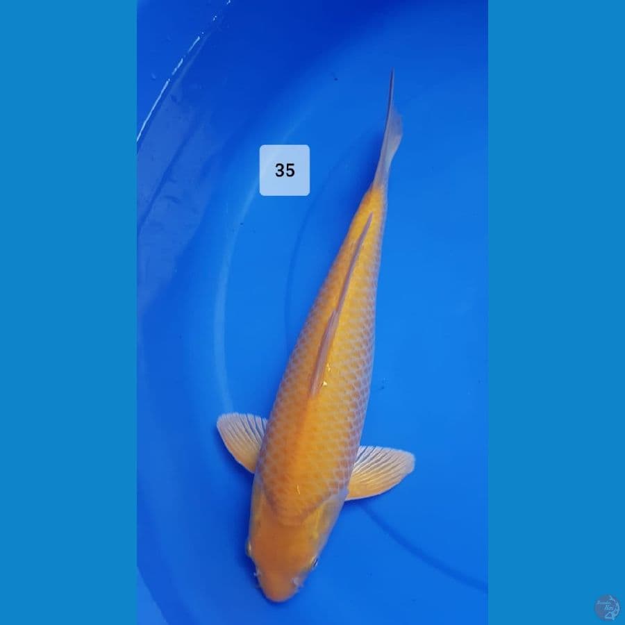karashi corn