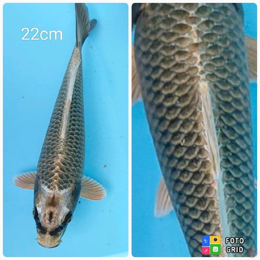 Mukashi jaring spesial 22cm