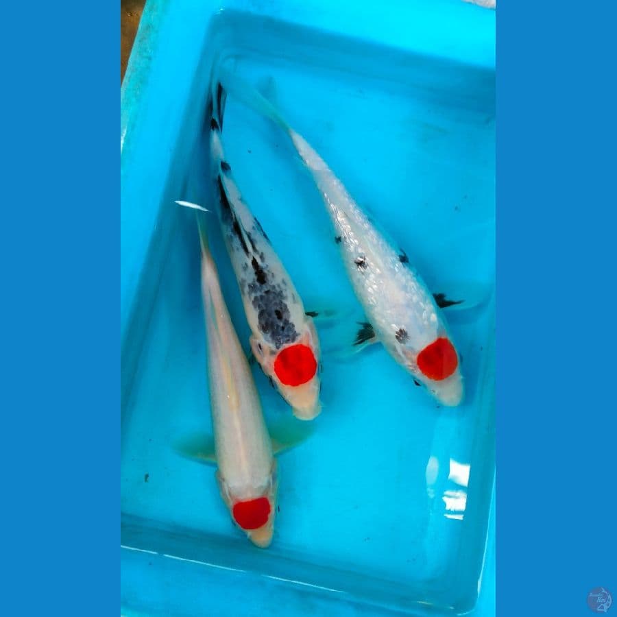 paket tancho special ±25cm