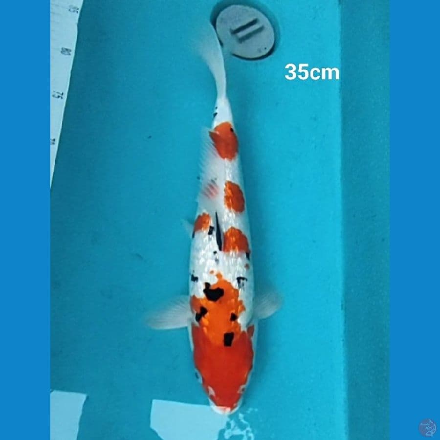 Sanke ginrin 35cm
