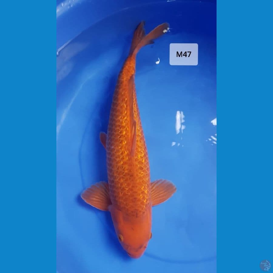karamel