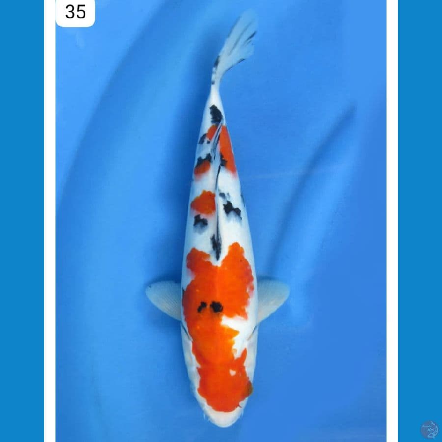 Sanke - 35cm