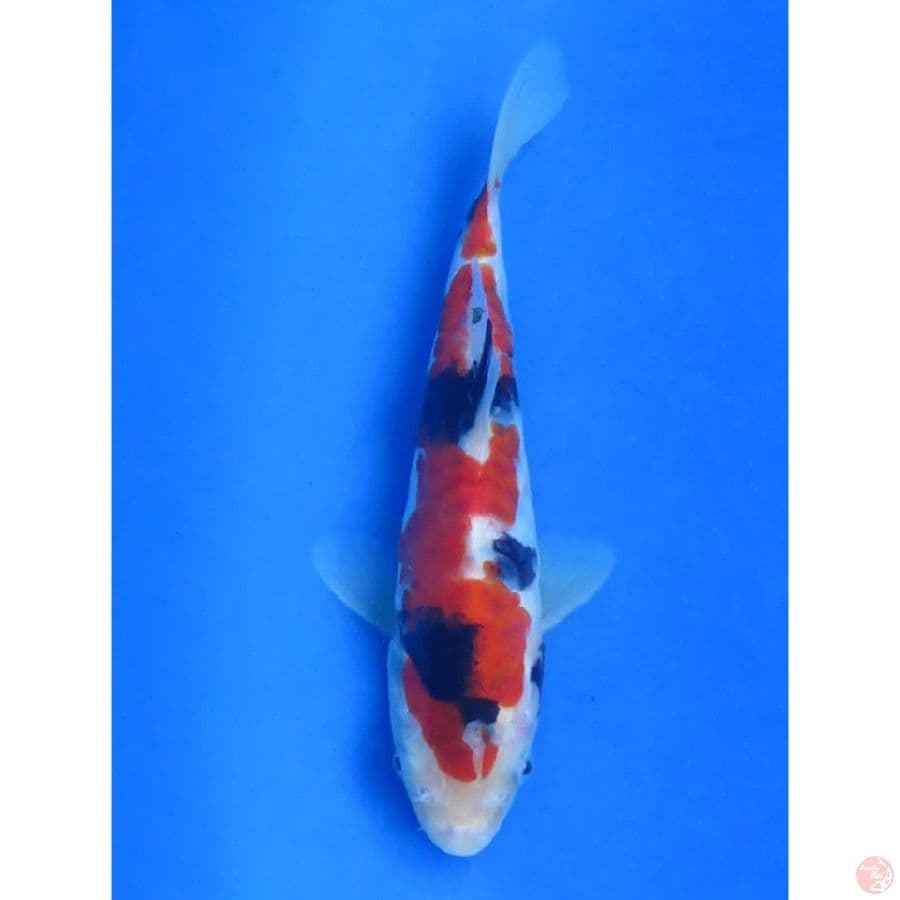 Showa doitsu - 20cm