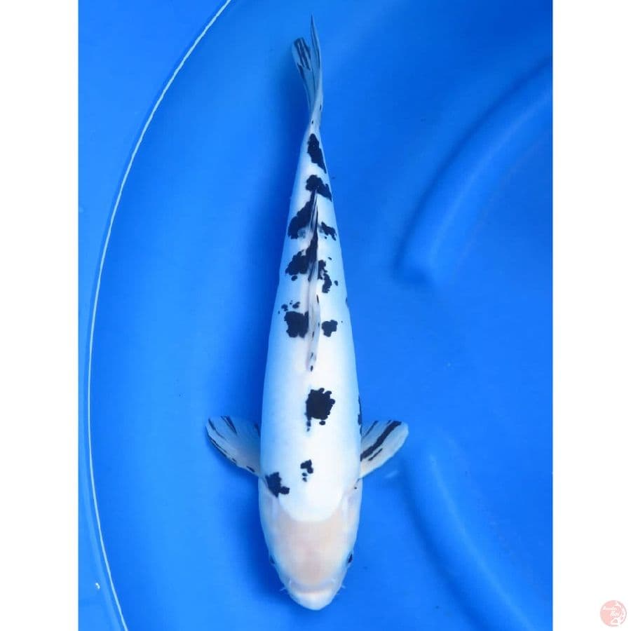 Bekko - 38cm