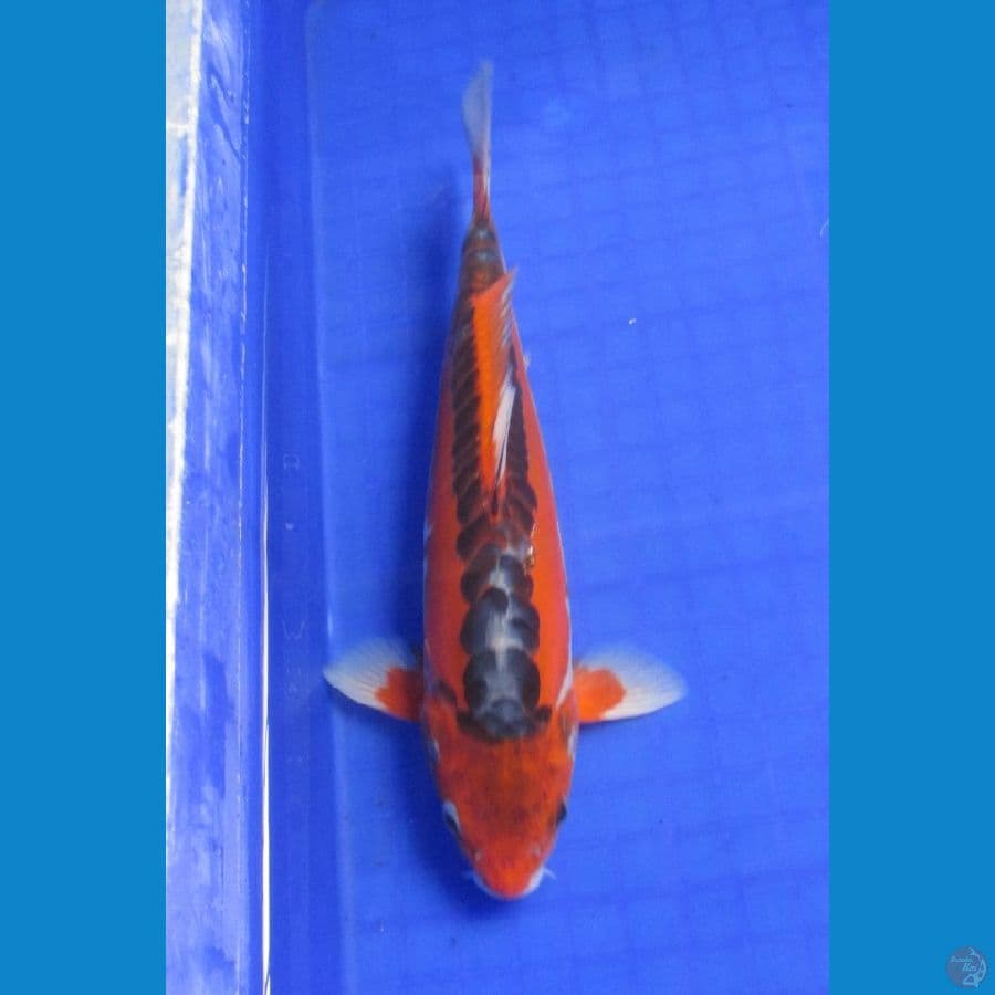 SHUSUI MIZUO 28 CM