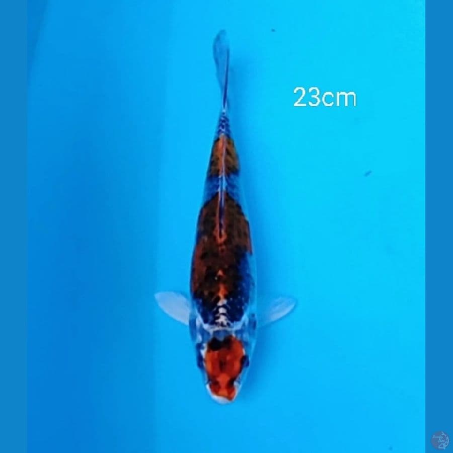 kujaku maruthen 23cm