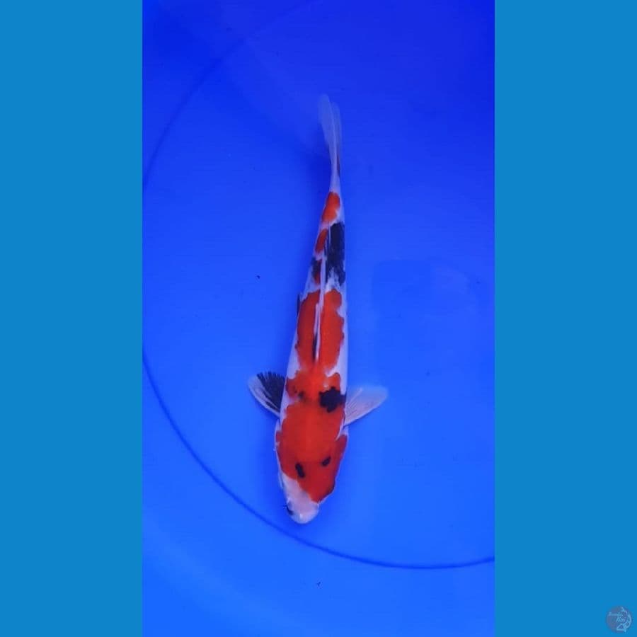 SHOWA 24CM ORIGYNAL