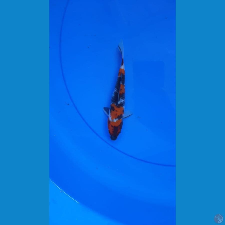 SHOWA 17CM ORIGYNAL