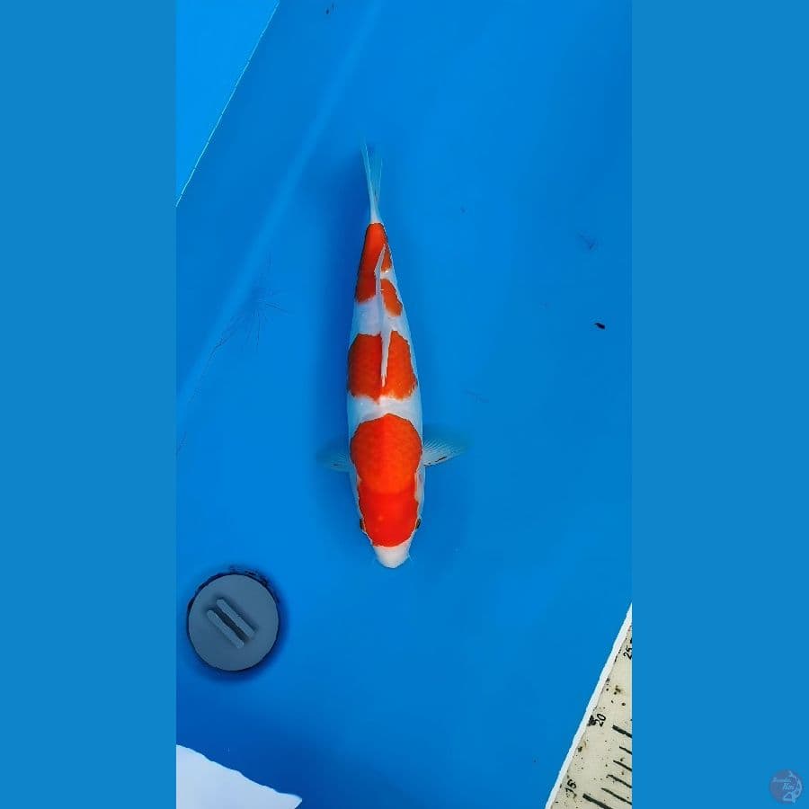 kohaku
