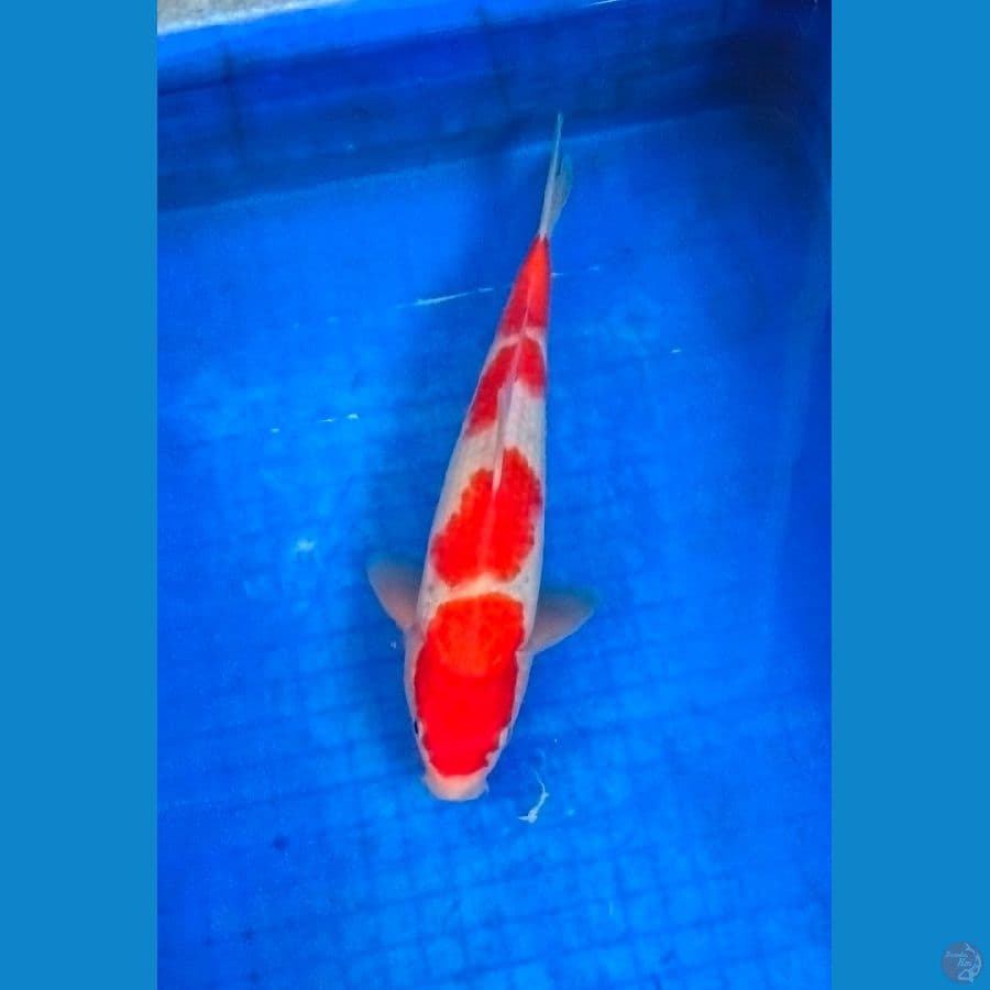kohaku ±30cm jantan