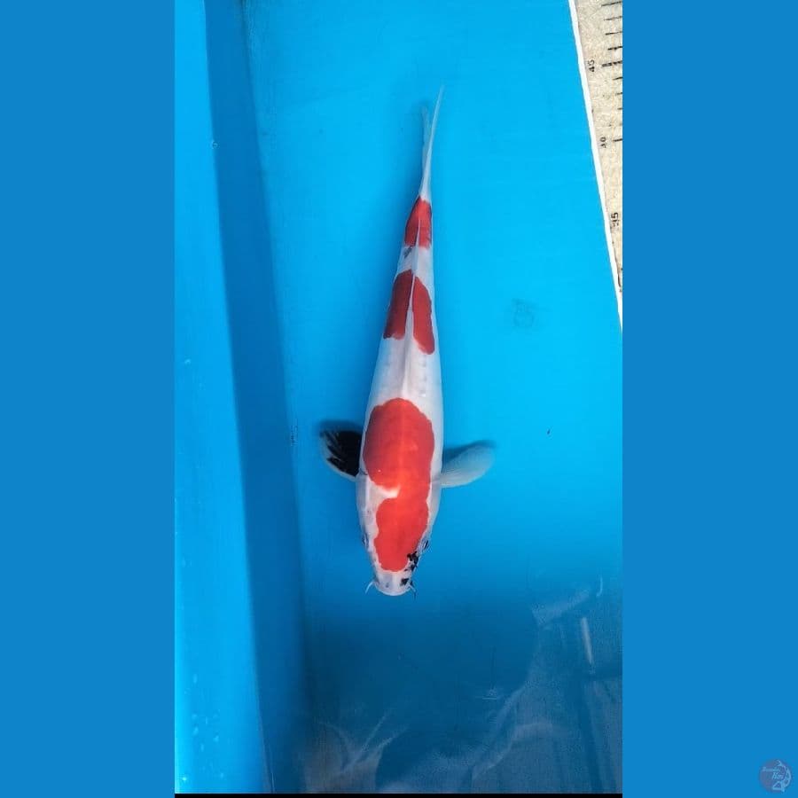 Soitsu 30cm.M