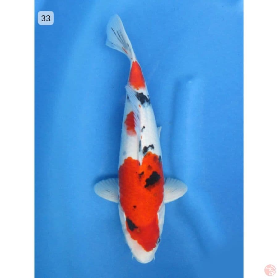 Showa tategoi - 33cm