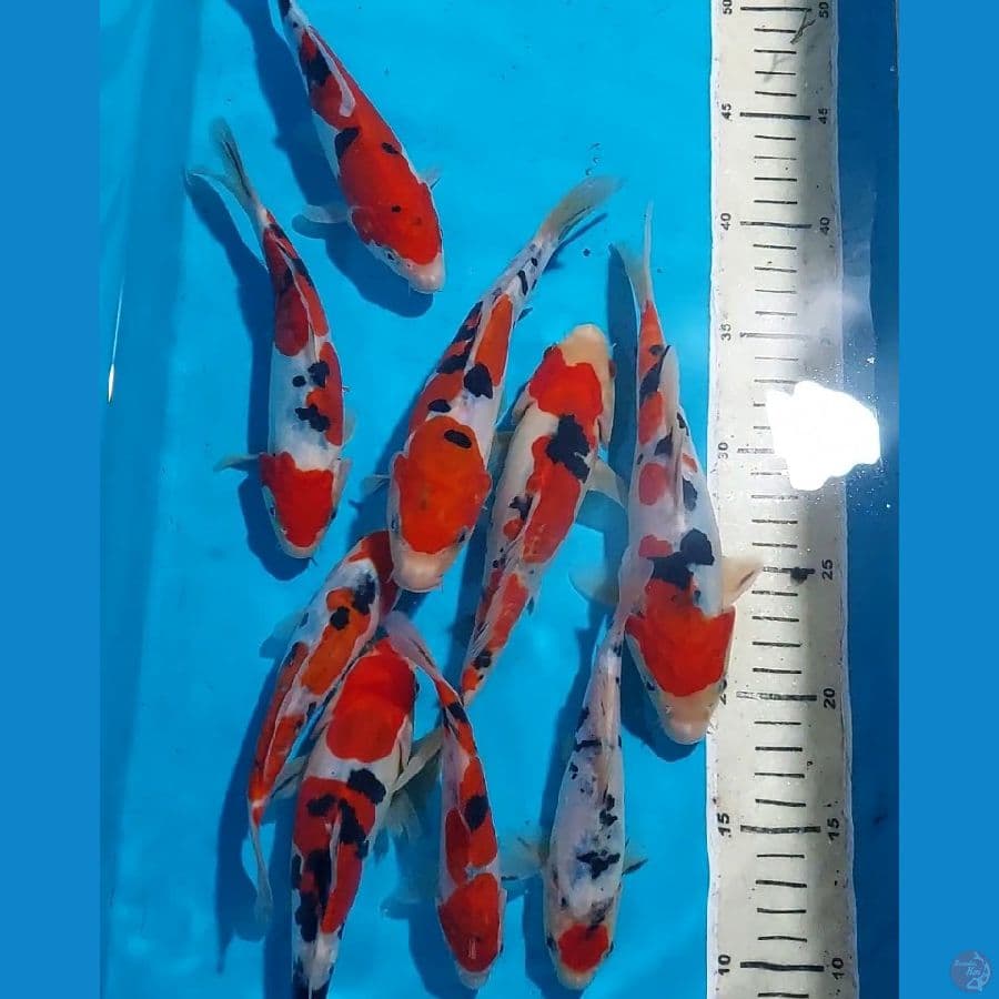 SANKE DOITSU HQ 14-19 CM