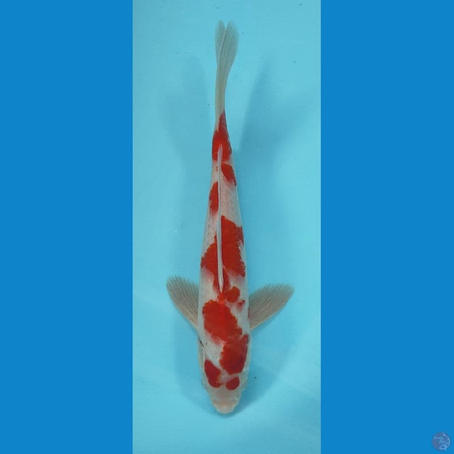 KOHAKU 31 CM