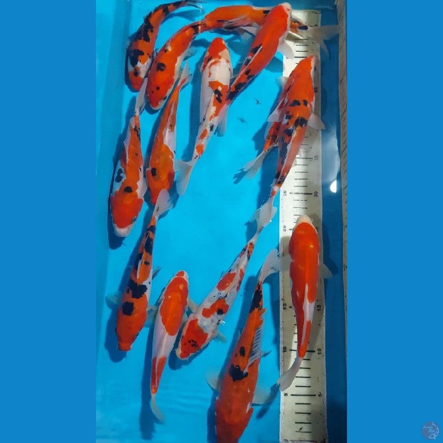 SANKE DOITSU 19-23 CM 13 EKOR