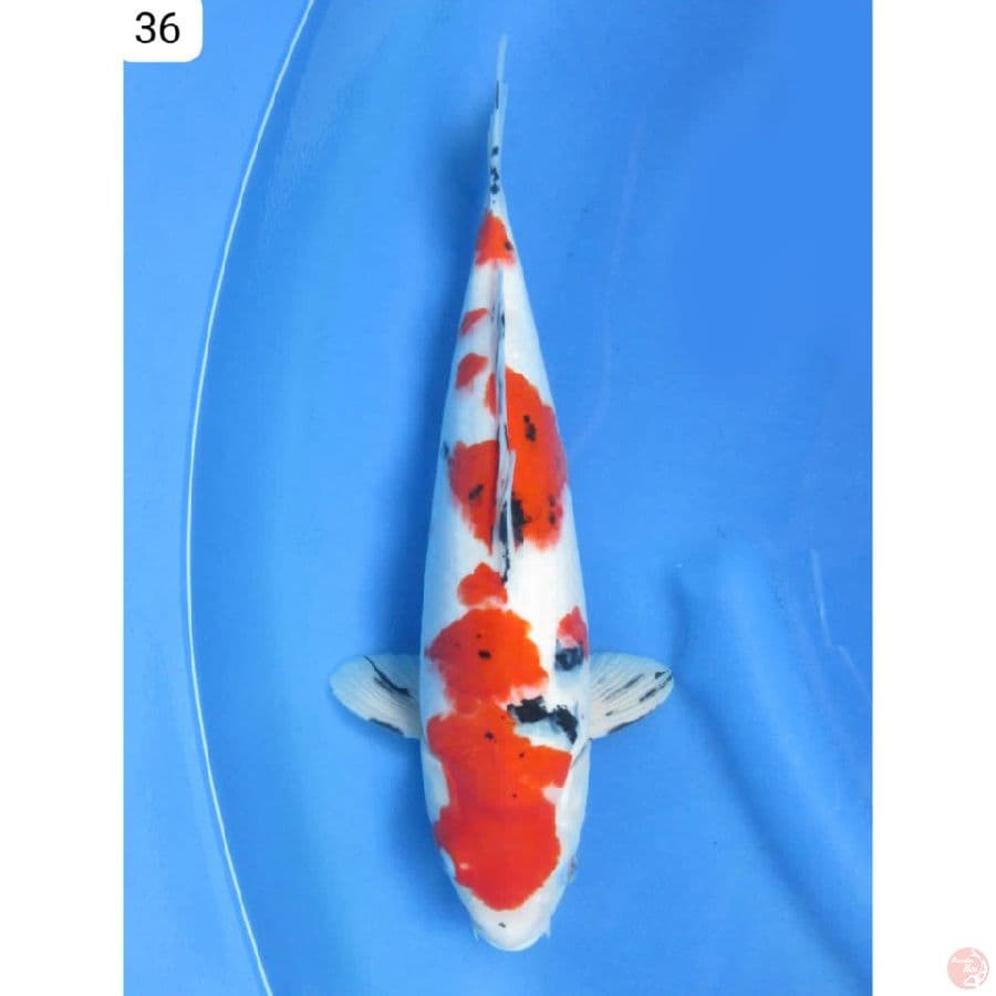 Showa Tategoi - 36cm