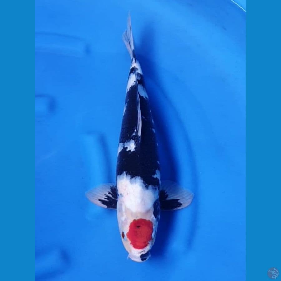 Tancho showa jantan 45cm