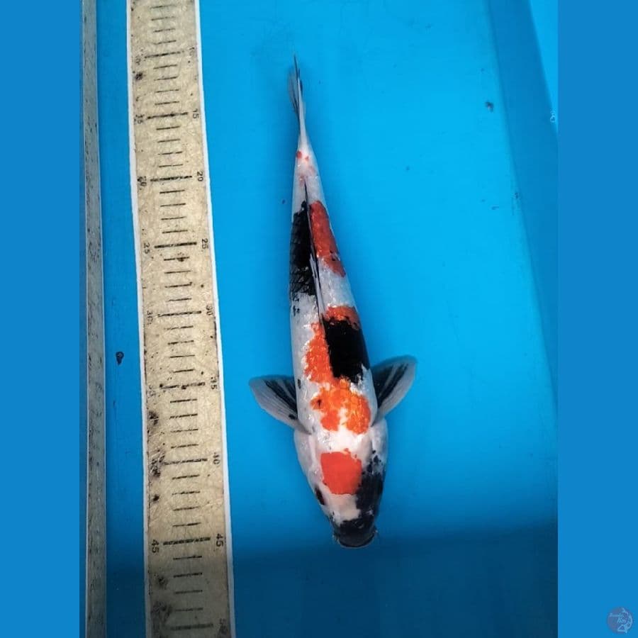 Showa ginrin 34cm.F