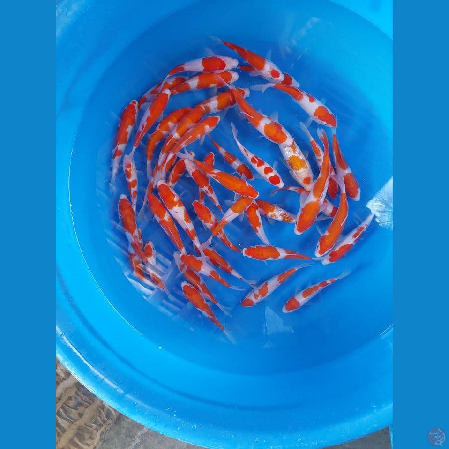 mix kohaku 15-20cm