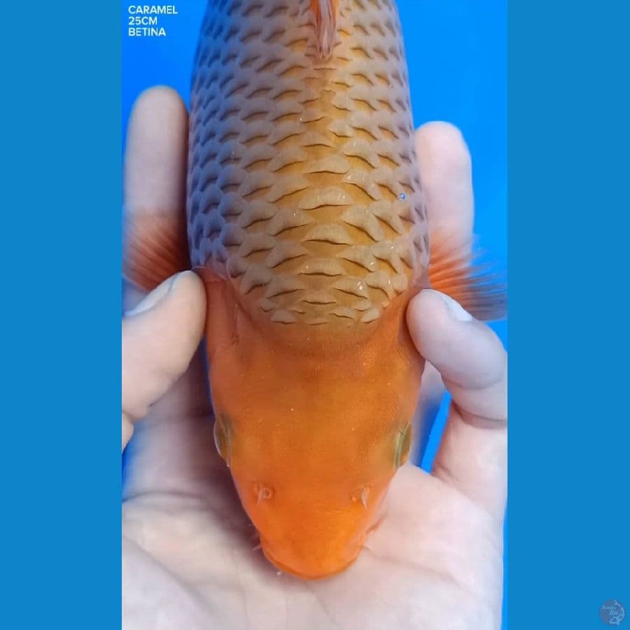 CARAMEL PUNUK SQ