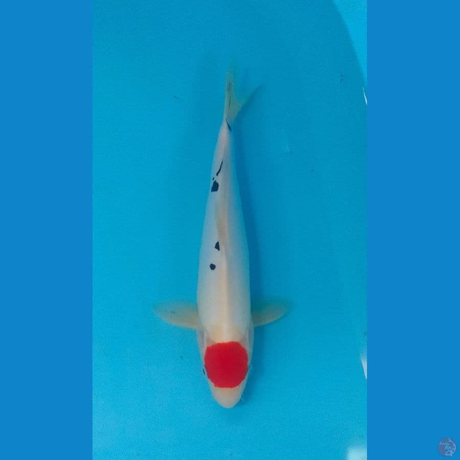 original tancho doitsu ±37cm