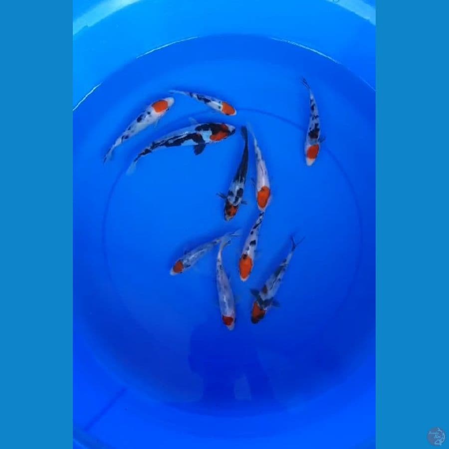 tancho showa mix sanke sisik doit 10-18cm ori