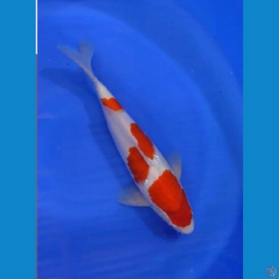 Kohaku