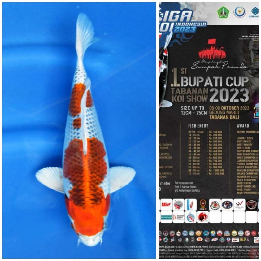 29cm , Siap Show Tabanan Bali