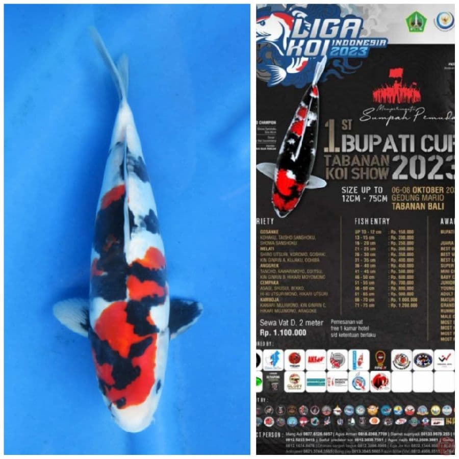 35cm , Siap Show Tabanan Bali