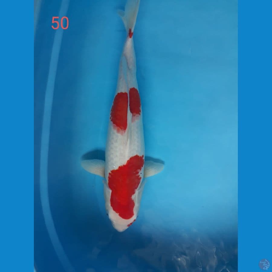 kohaku 50 cm