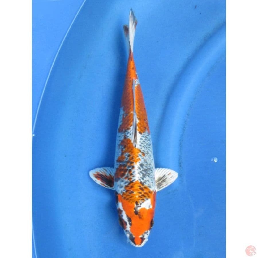 Kawarimono - 38cm