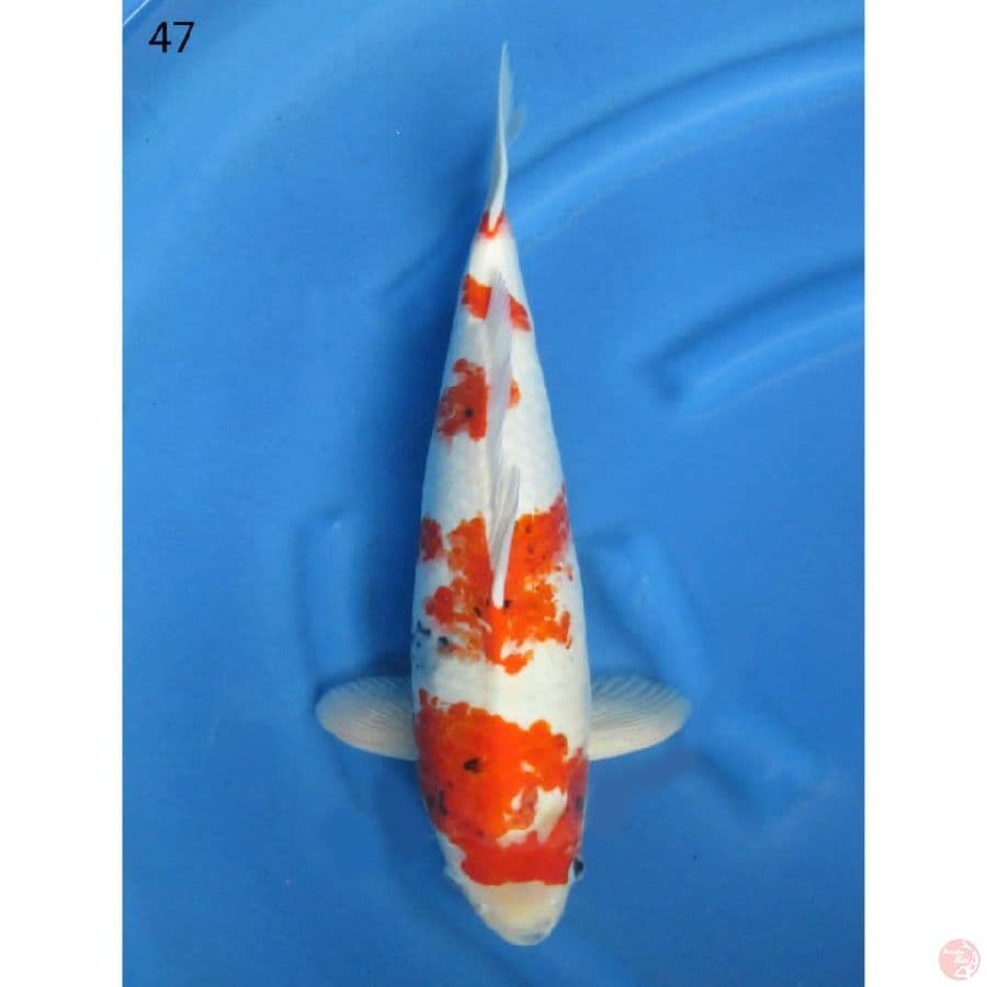 Jumbo Kindai Showa - 47cm