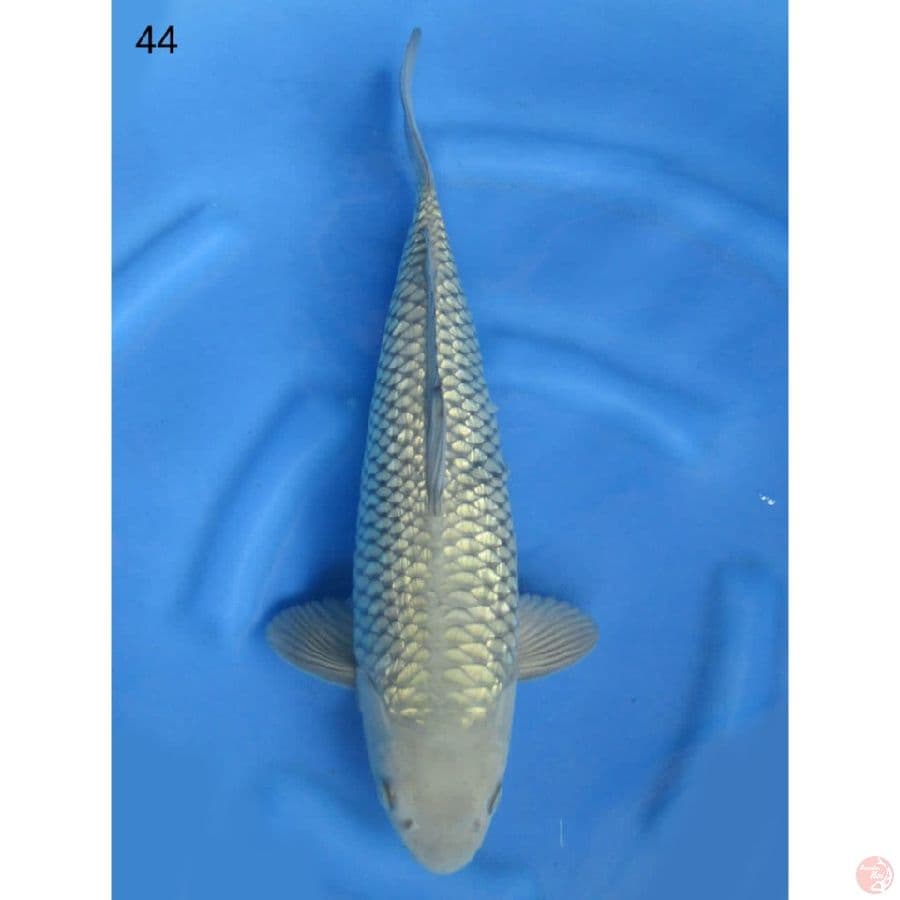 Soragoi Jantan Full Ginrin - 44cm