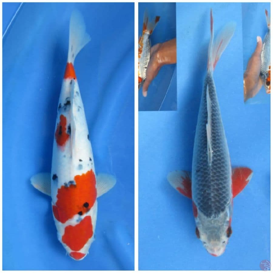 Paket Sanke 38cm + Asagi 20cm