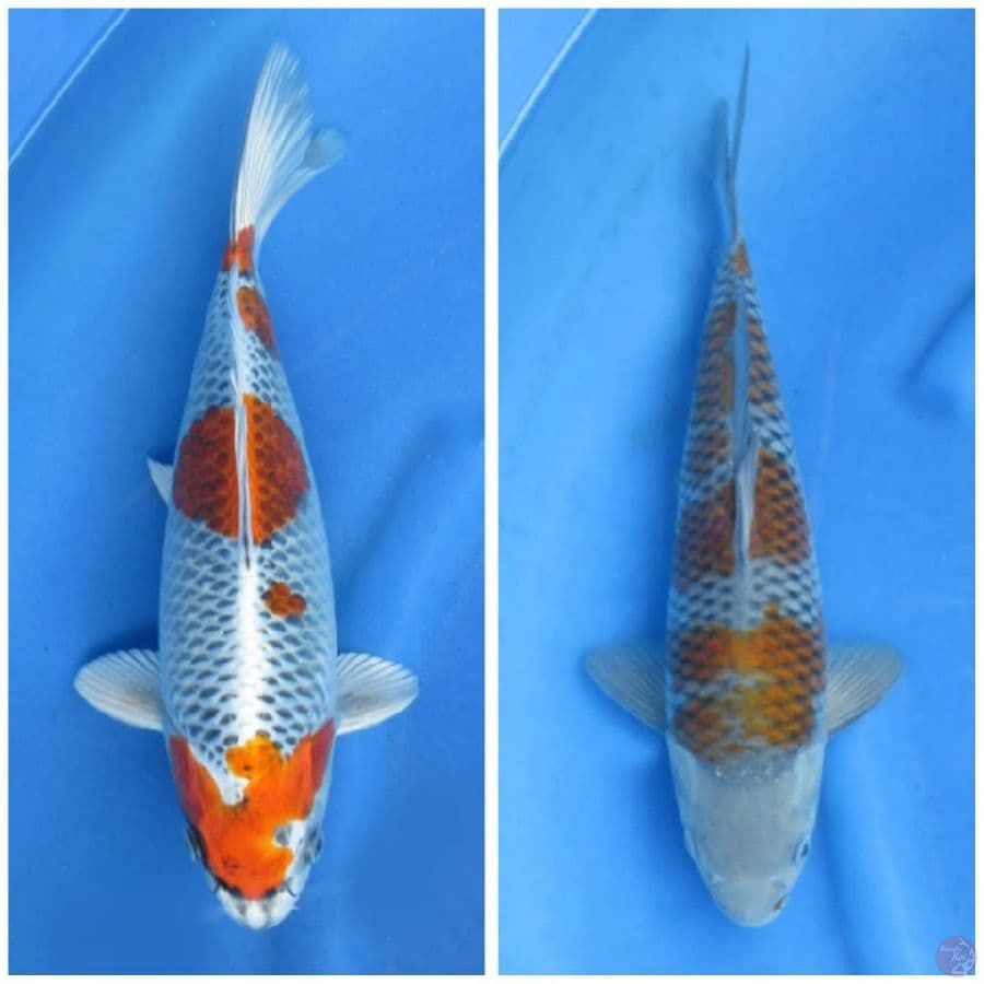 Paket SQ 35cm