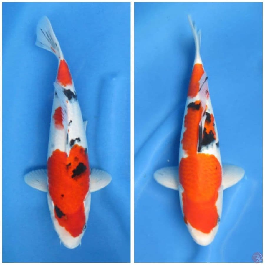 Paket Sanke 33-35cm